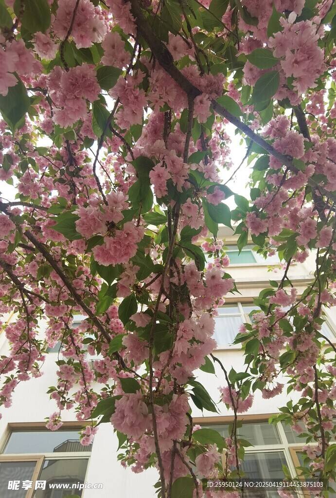 樱花