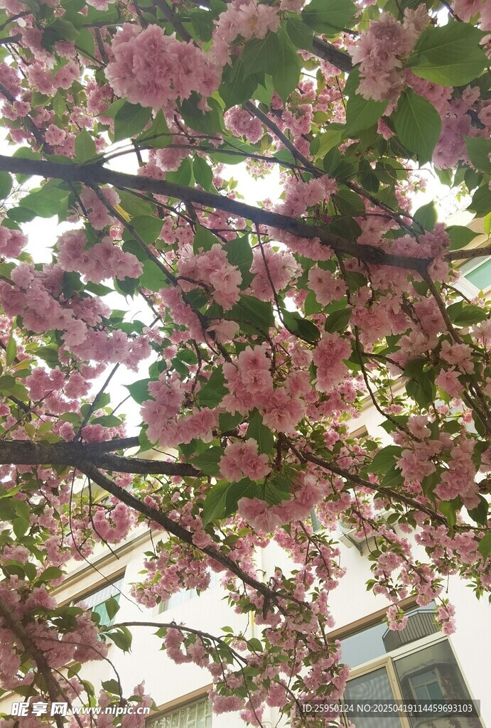 樱花