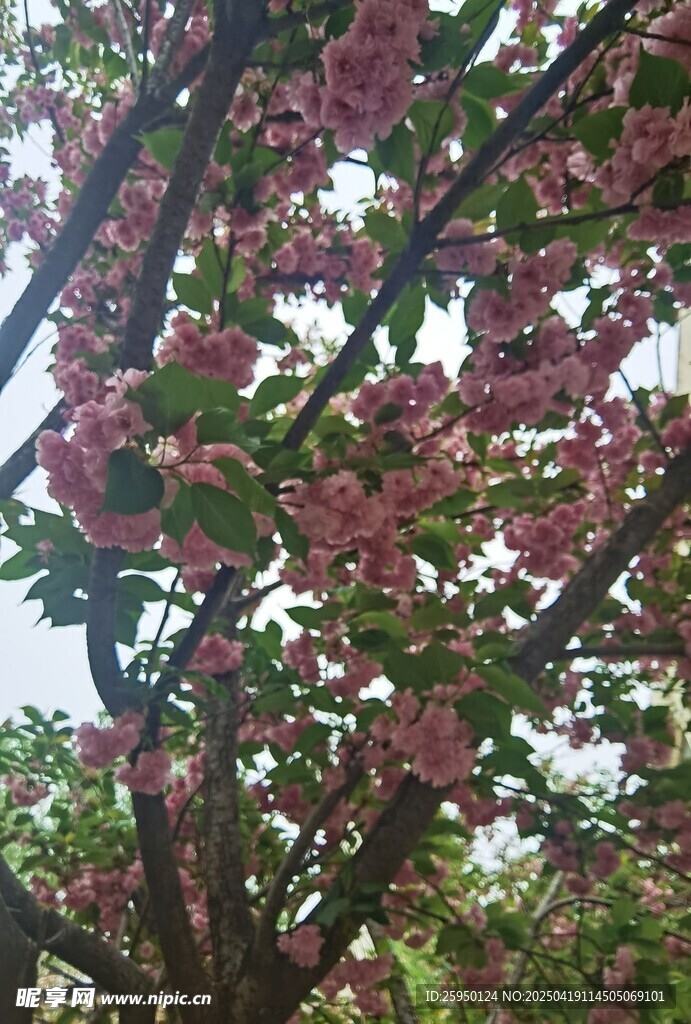 樱花
