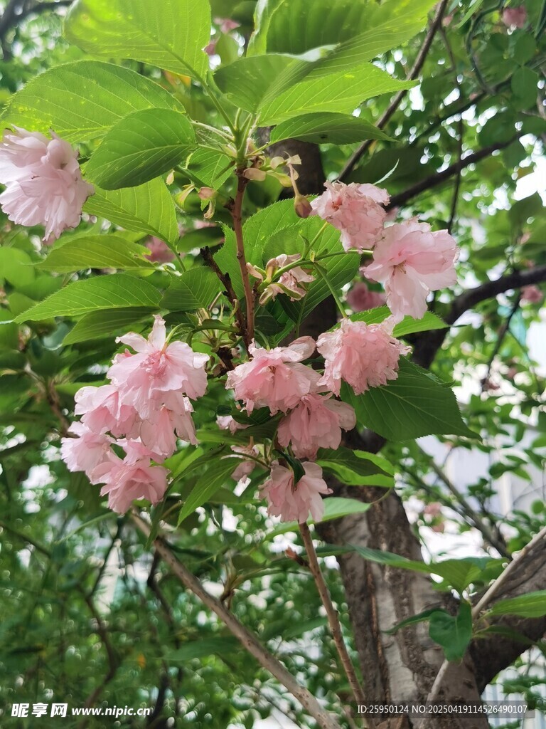 樱花