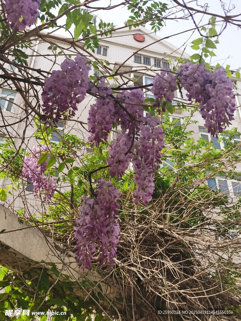 紫藤花
