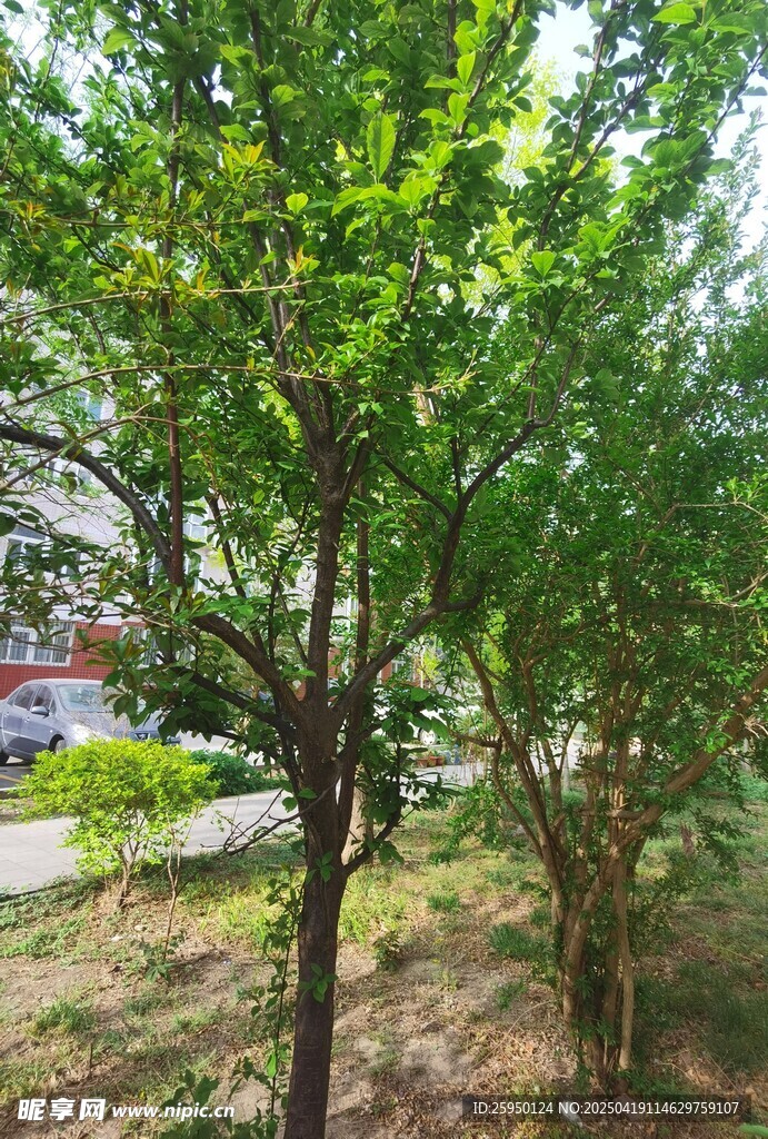 户外绿树