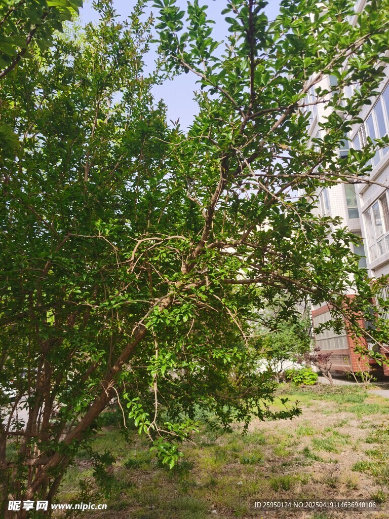 石榴树