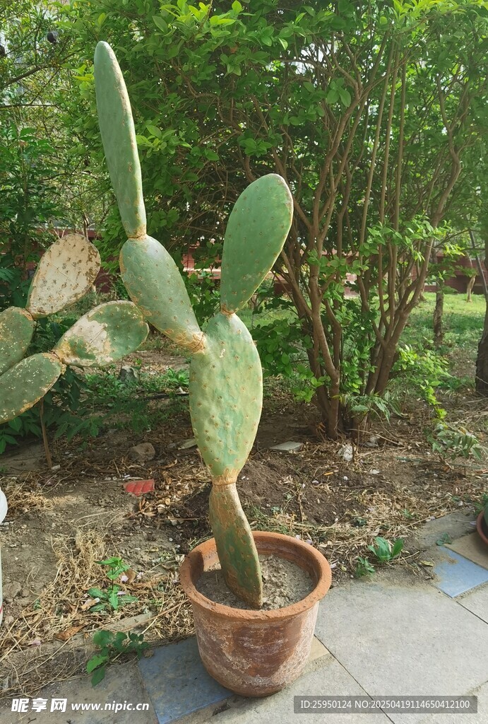 仙人掌