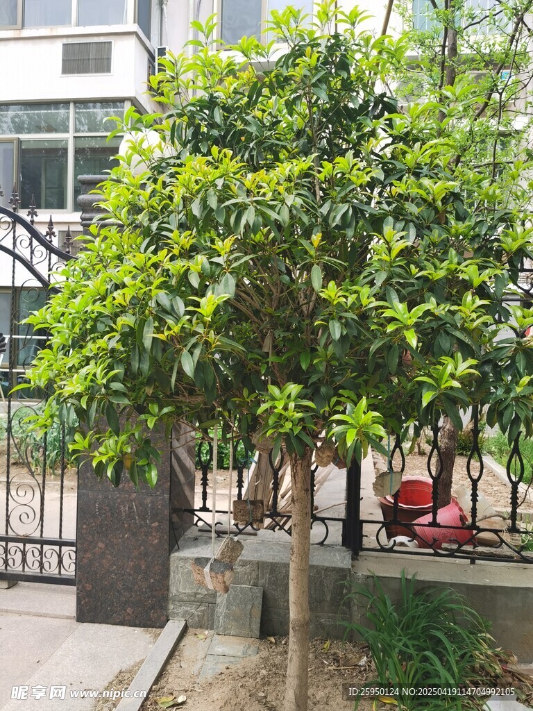 葱郁绿树