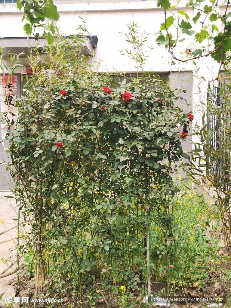 玫瑰绿植