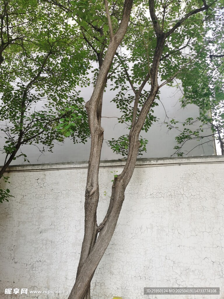 墙边孤树