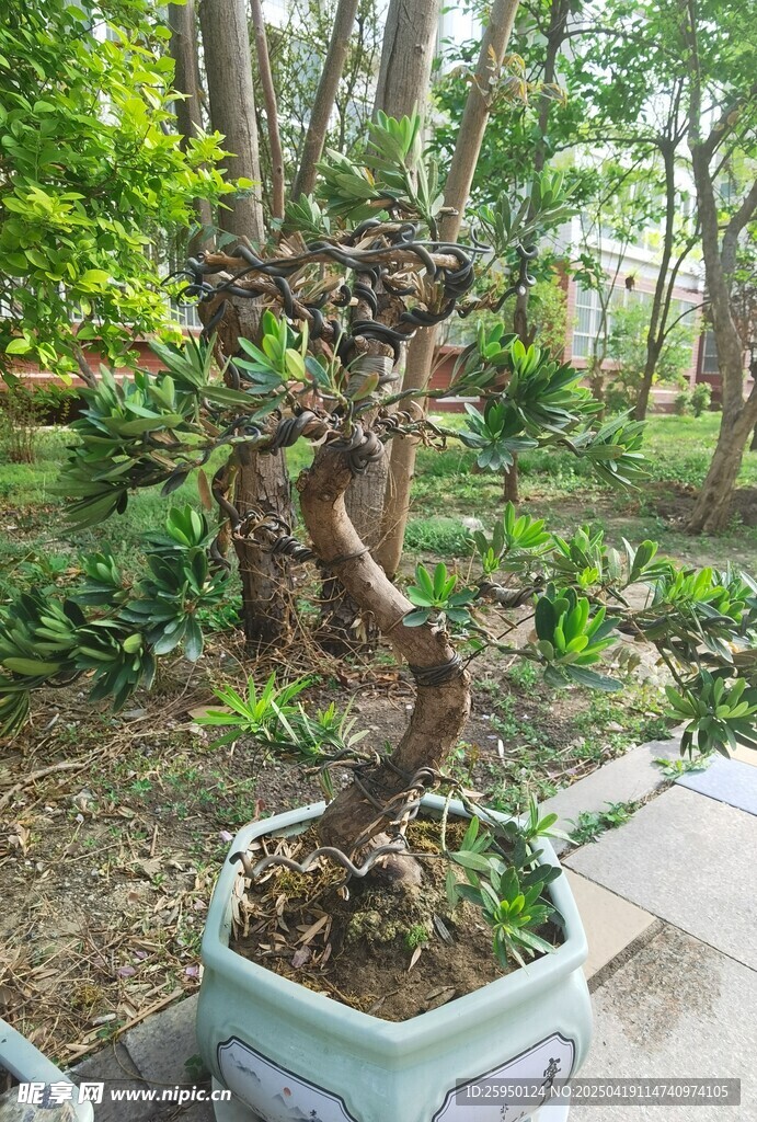 古朴盆景