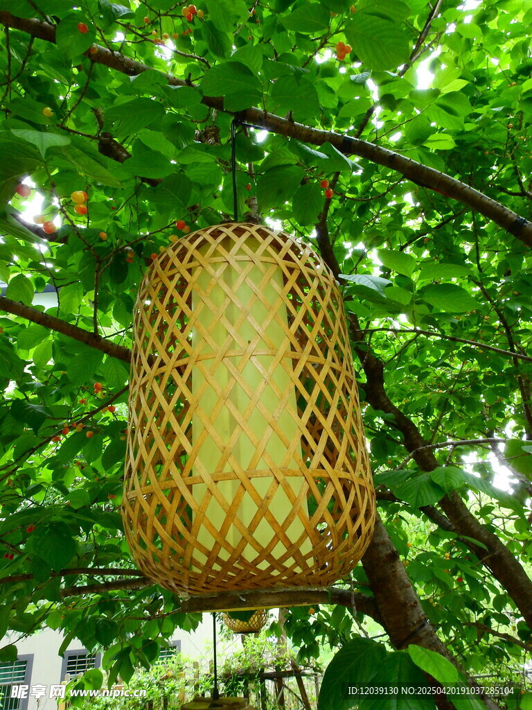 竹编灯笼挂于葱郁绿树间