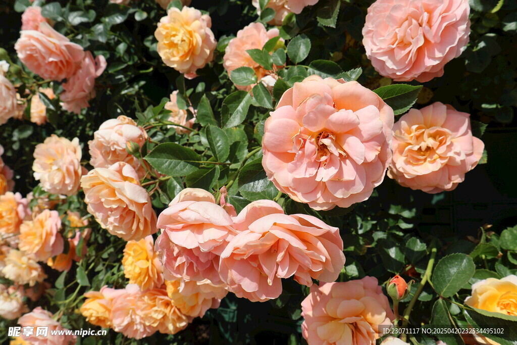 月季花