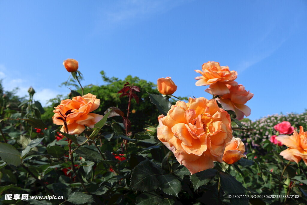 月季花