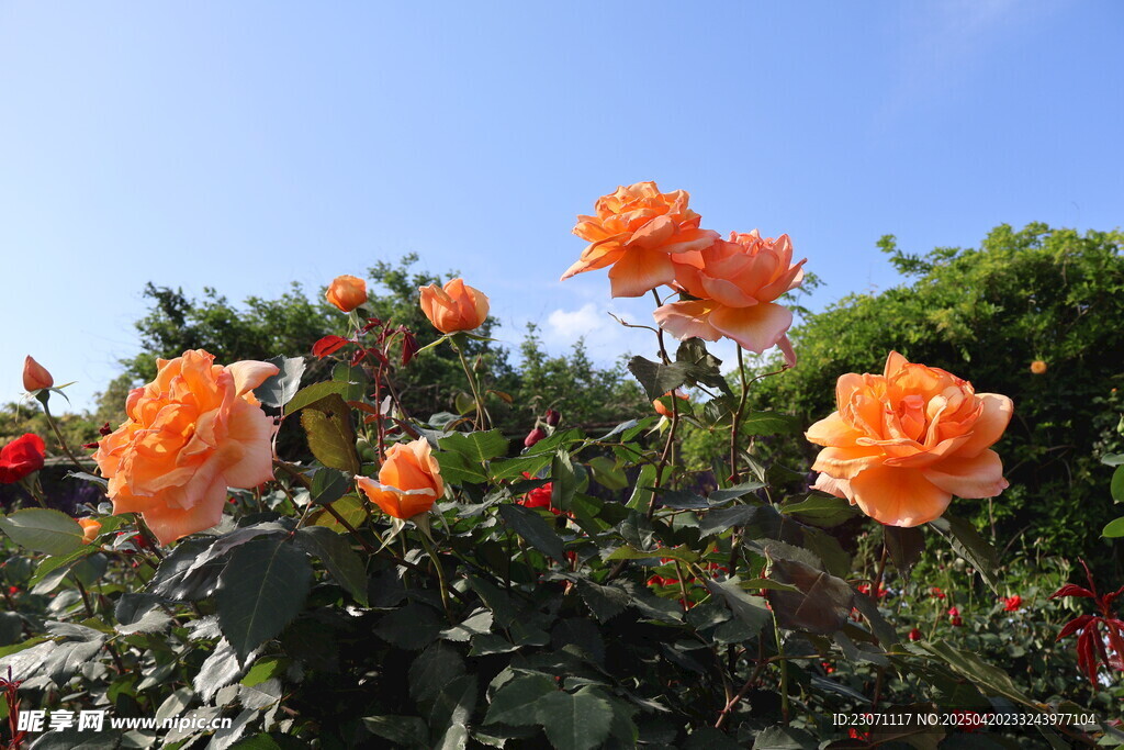 月季花