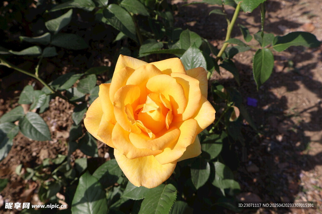月季花