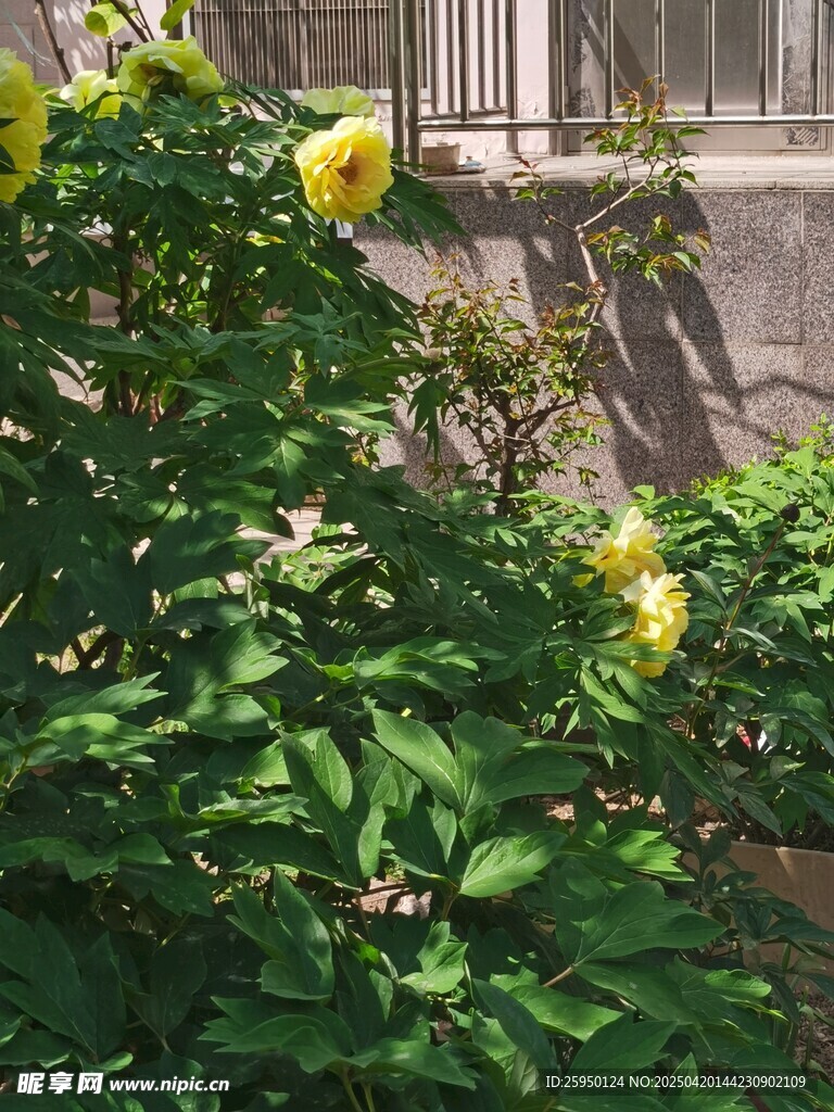 牡丹花