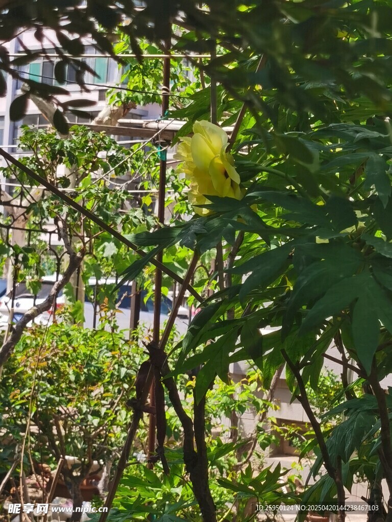 黄牡丹