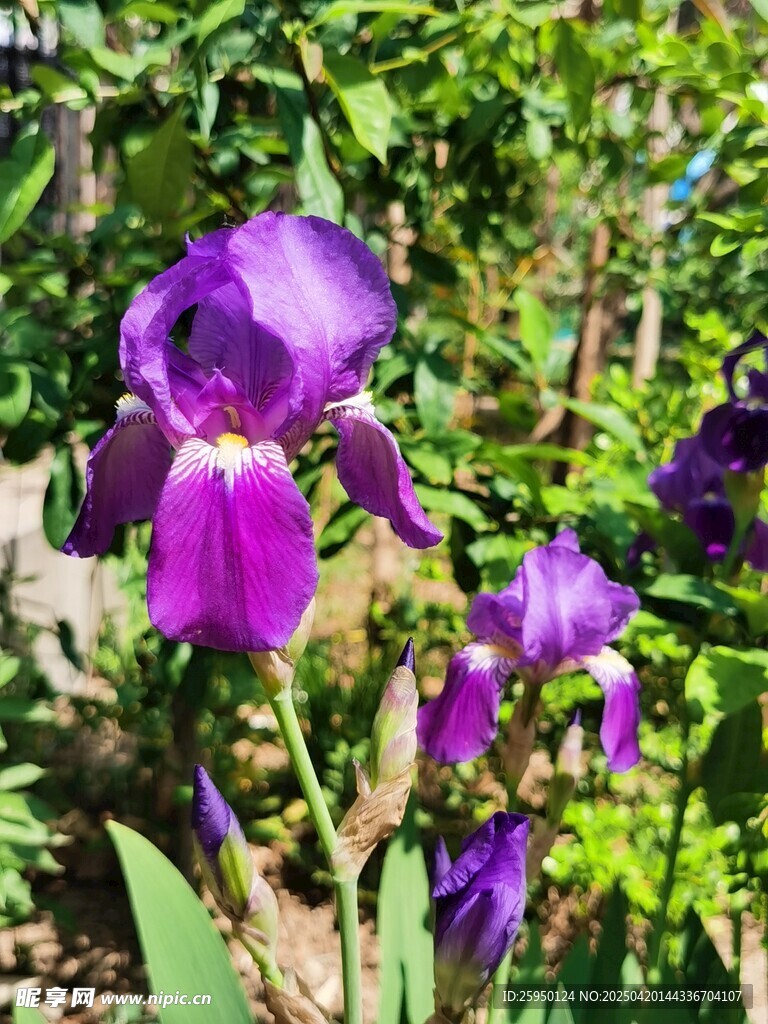 紫色鸢尾