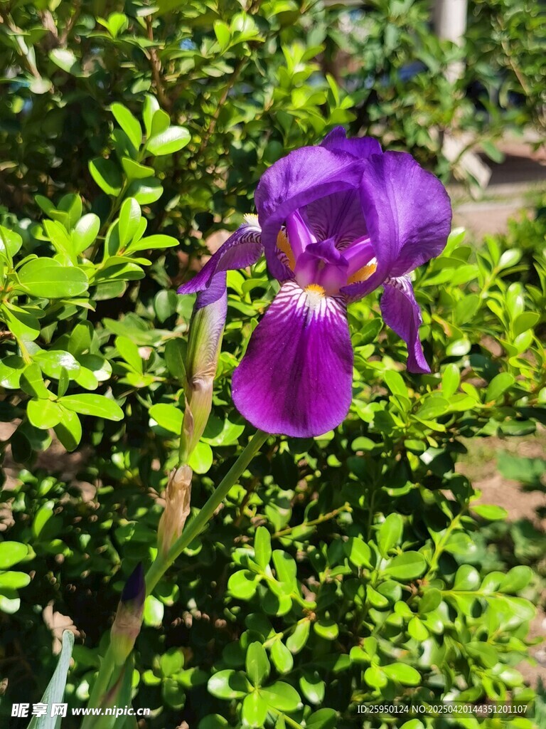 紫色鸢尾