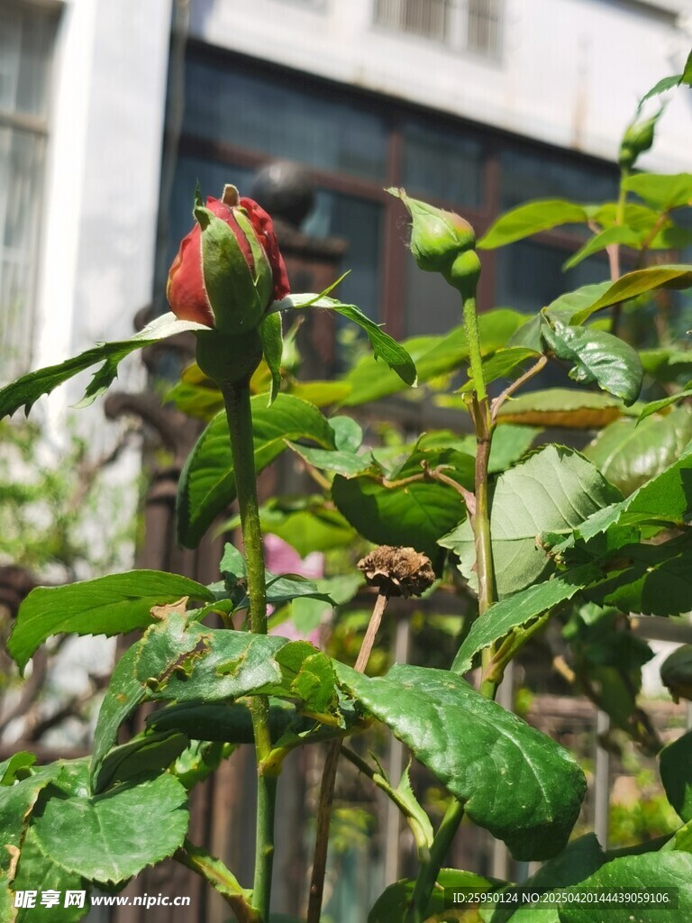 红玫瑰
