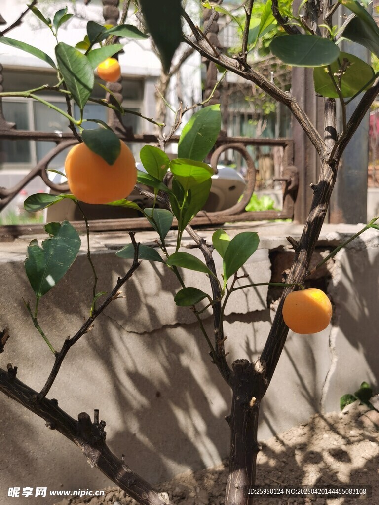 金桔