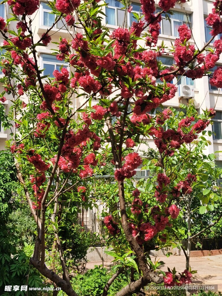 桃花
