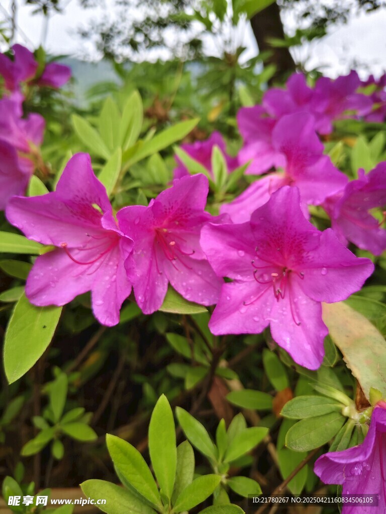 紫色杜鹃