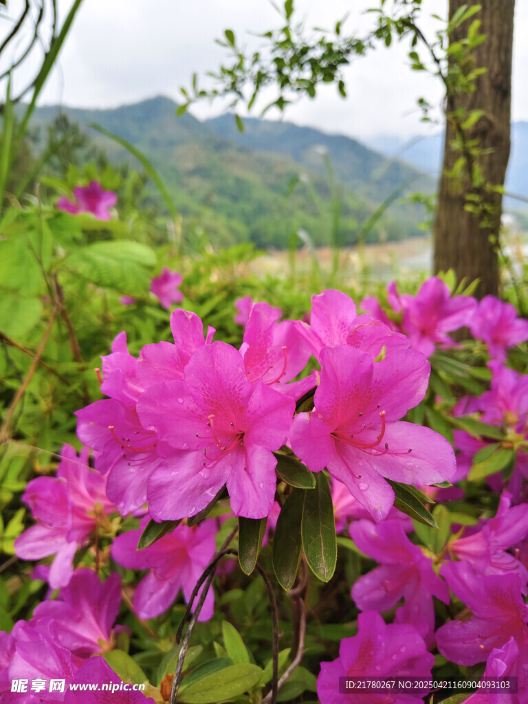 盛放的杜鹃花