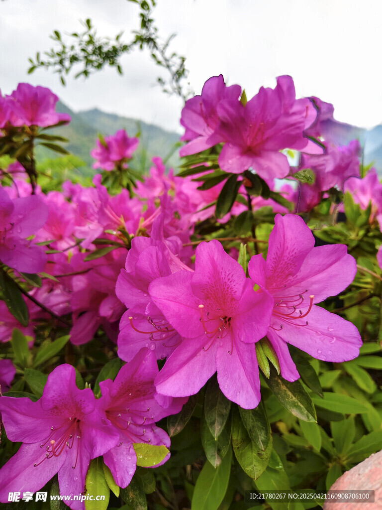 娇艳杜鹃花