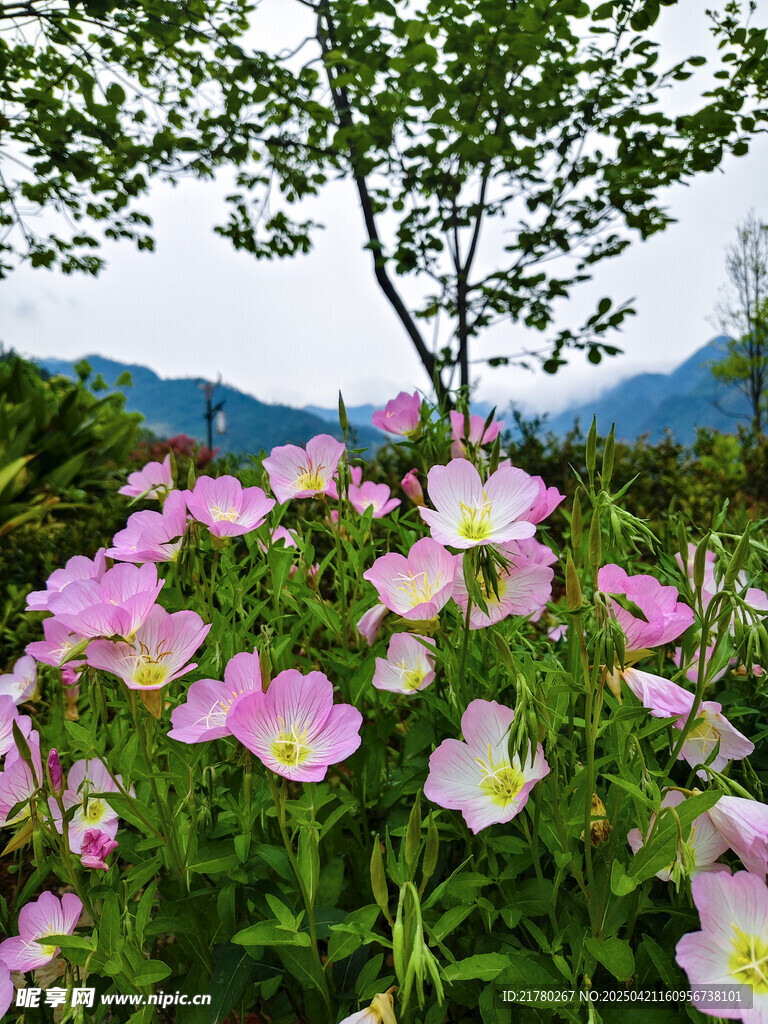 粉色花海