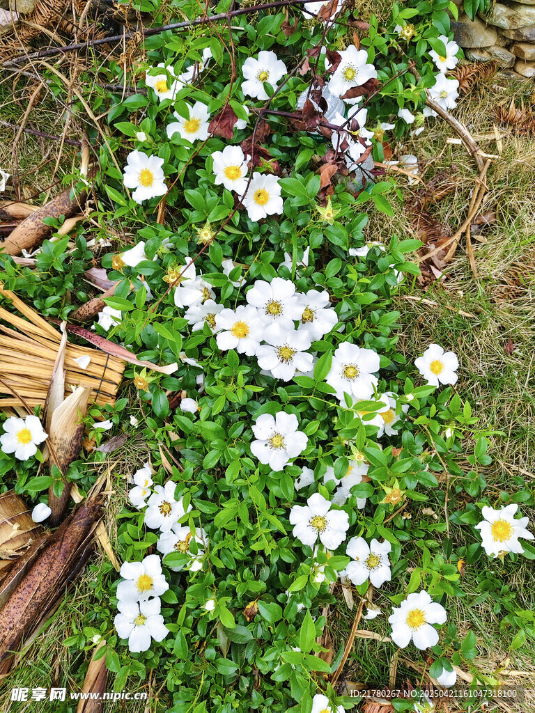 白色小花丛