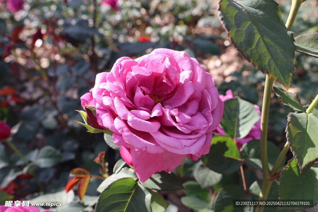 月季花