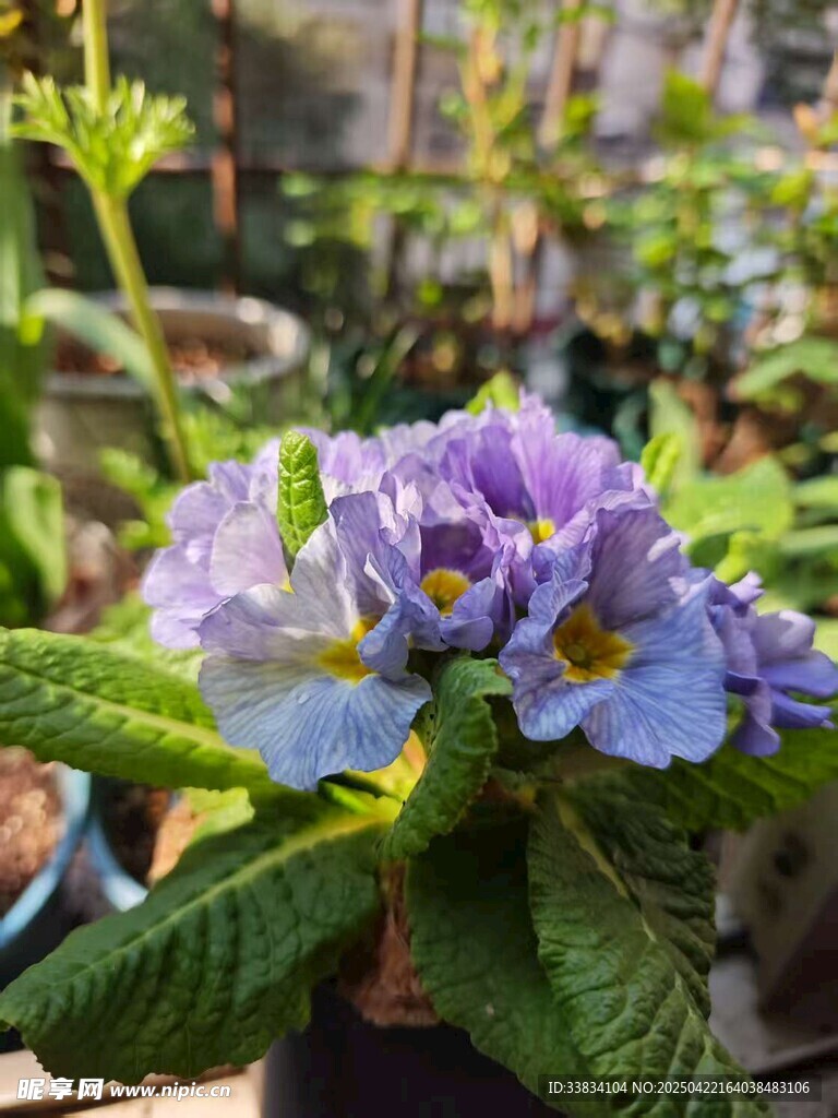 紫色花卉特写
