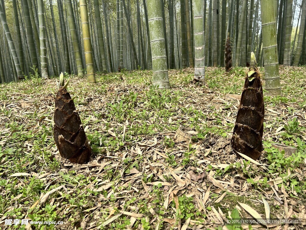 竹林中的鲜嫩竹笋