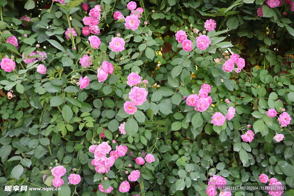 蔷薇花