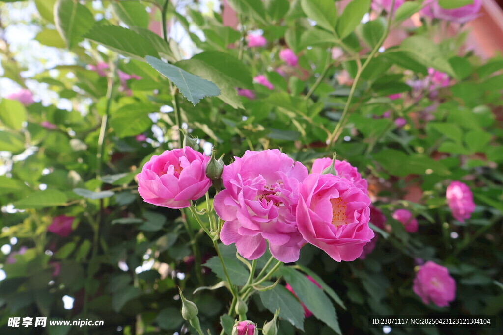 蔷薇花