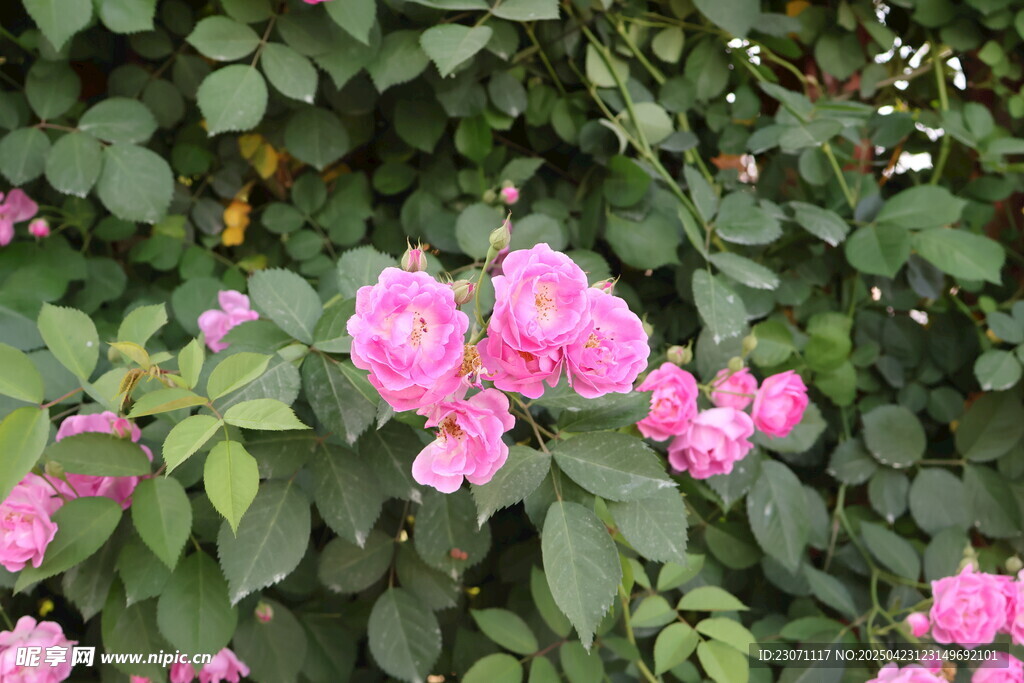 蔷薇花