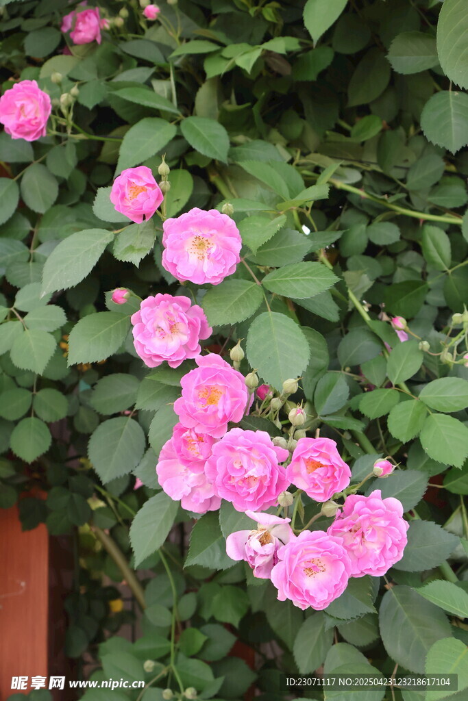 蔷薇花