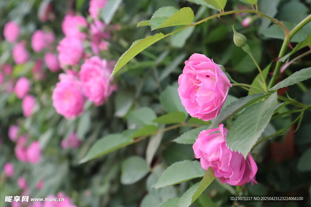 蔷薇花
