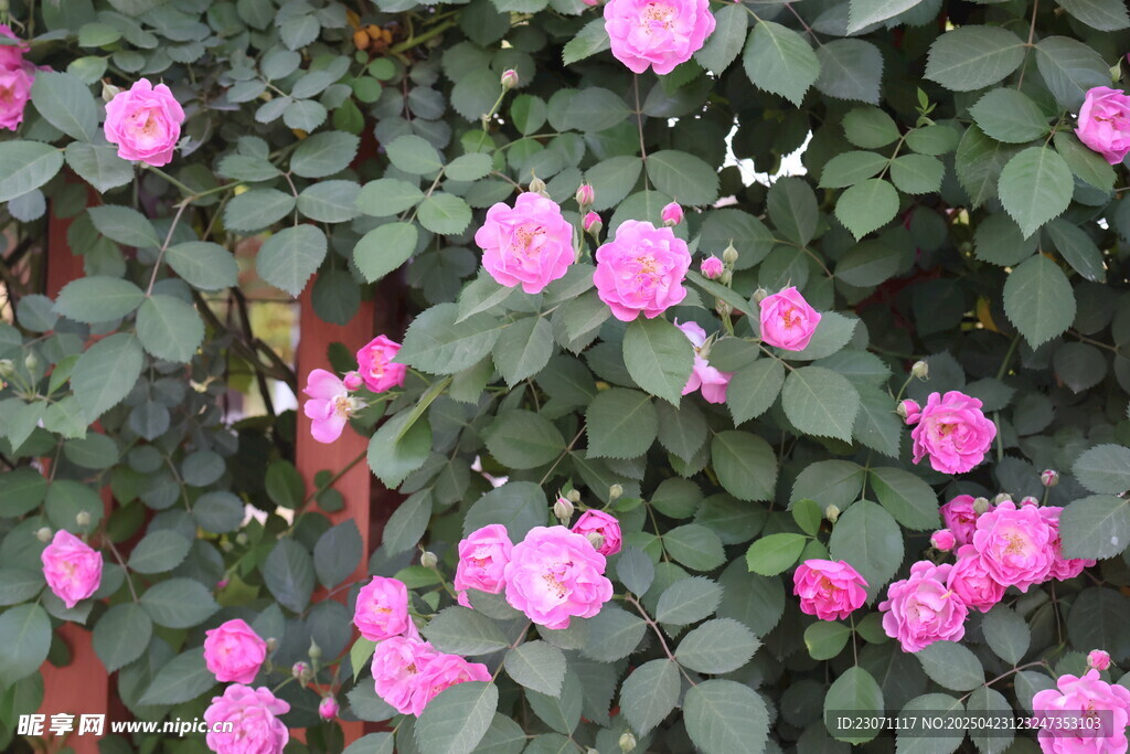 蔷薇花