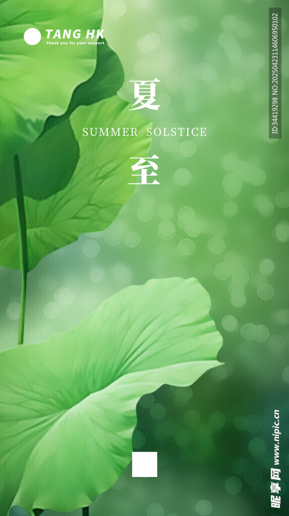 夏日荷叶清新景致