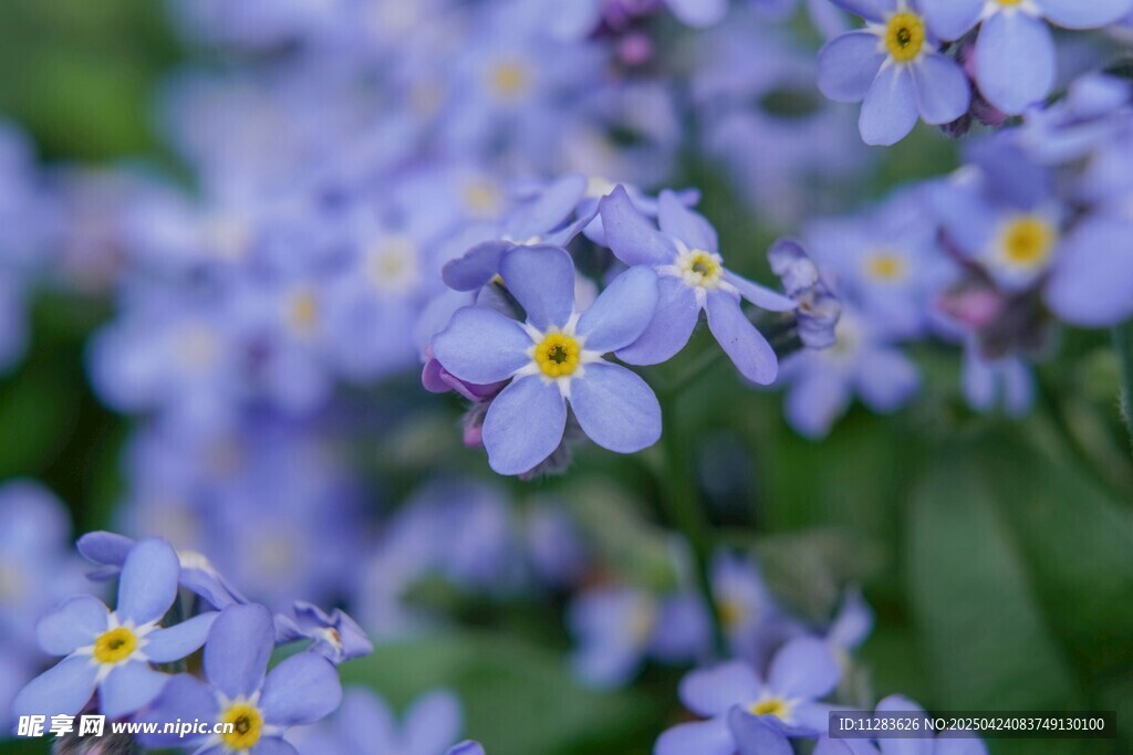 紫色小花