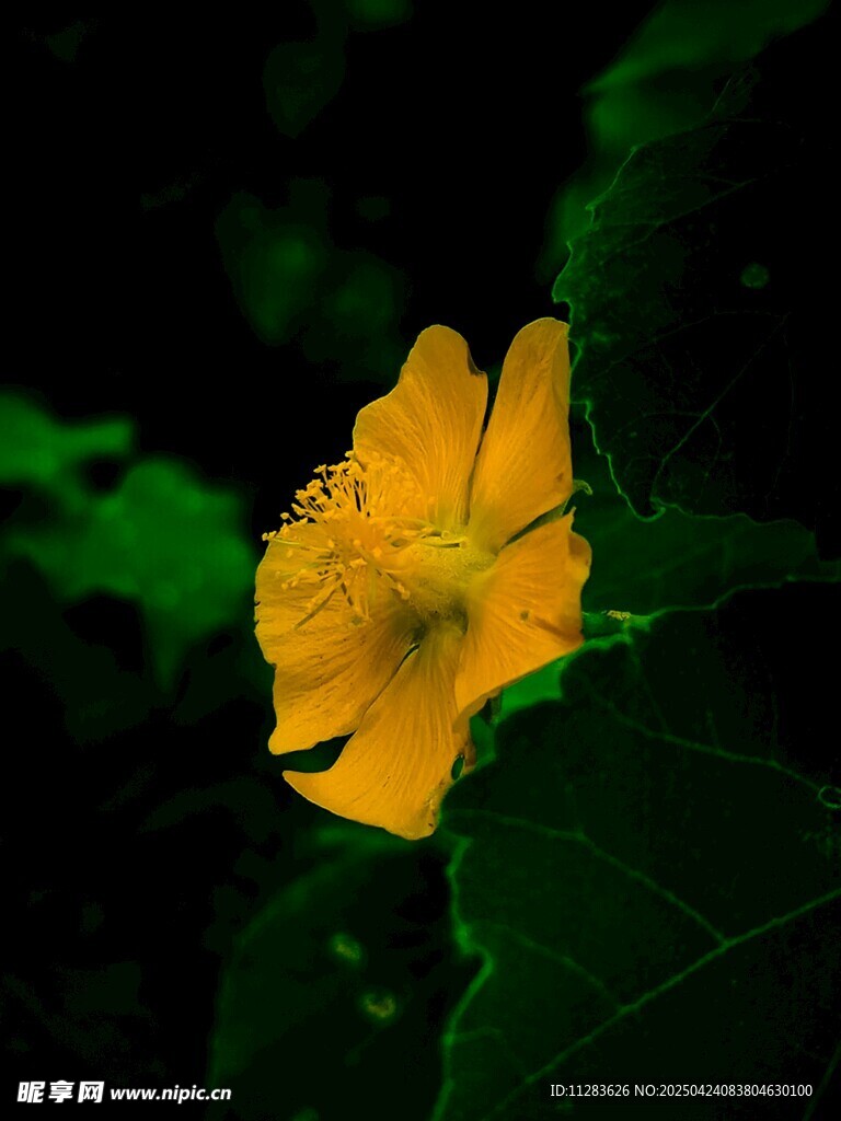 黄色单朵南瓜花特写
