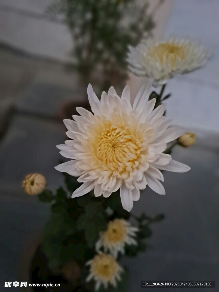 清新白菊绽放