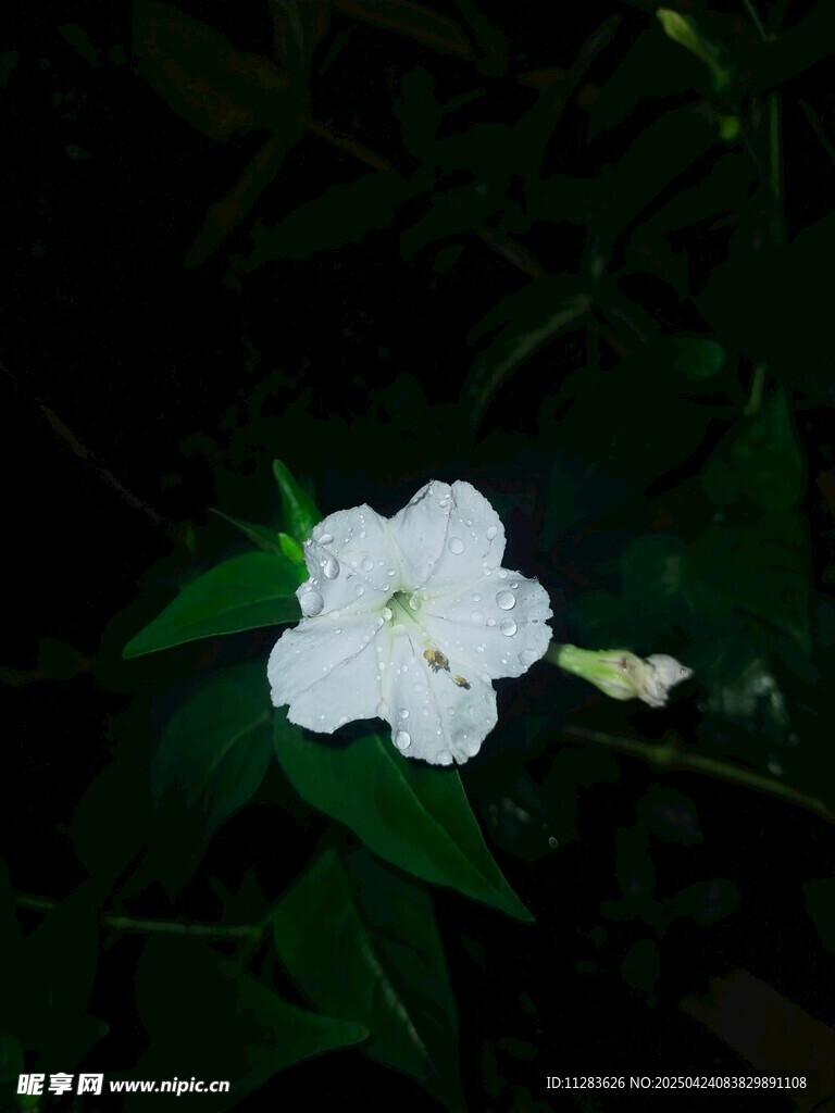 白色单朵小花