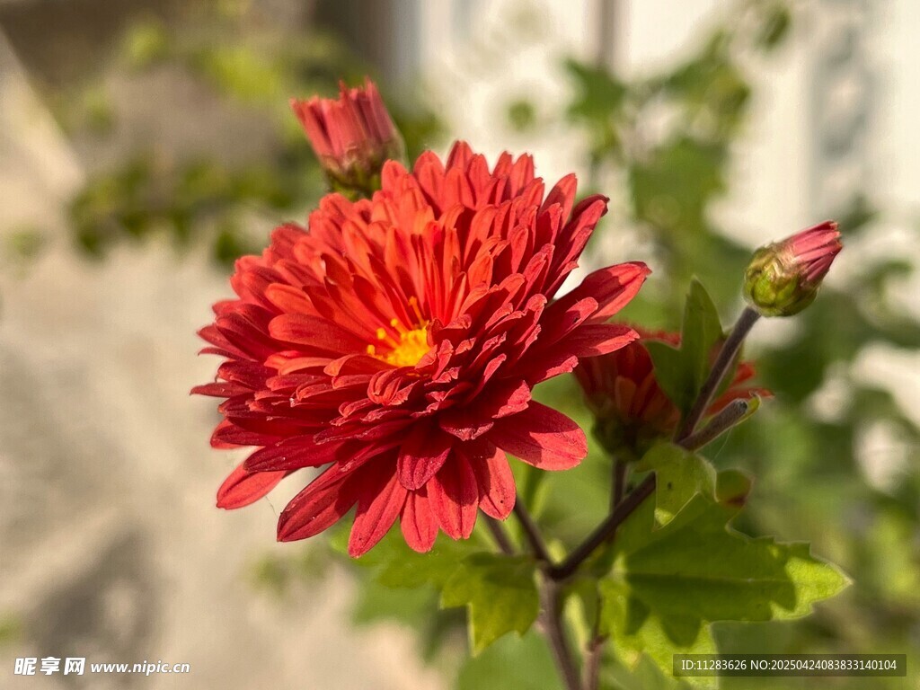 艳丽红菊