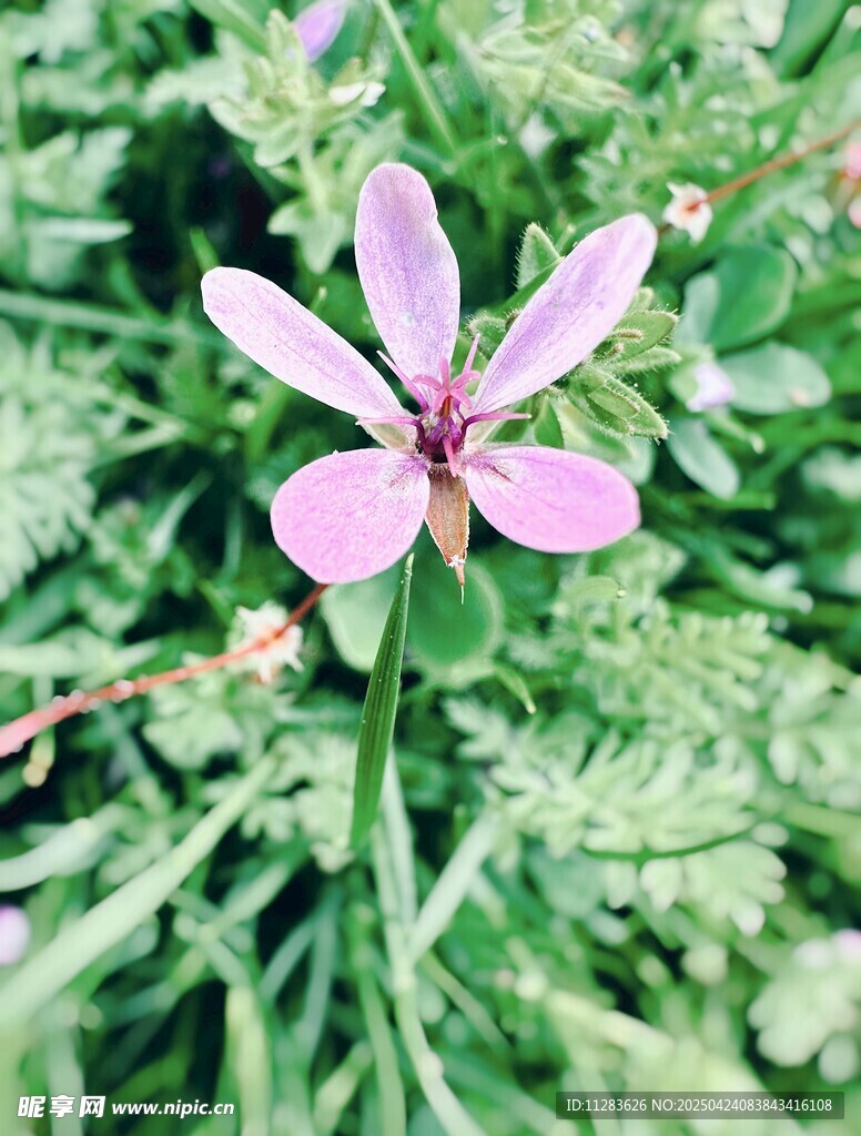 粉色小花