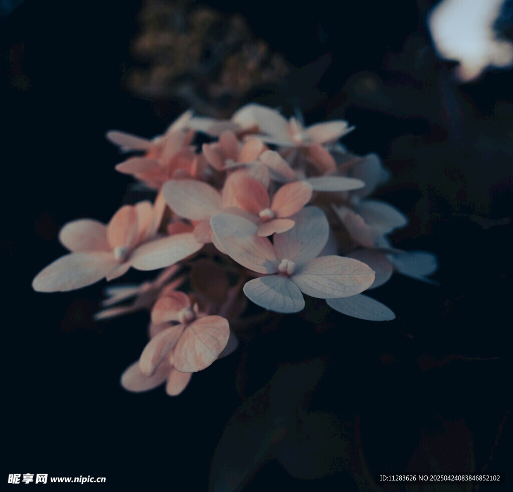 梦幻粉色绣球花特写