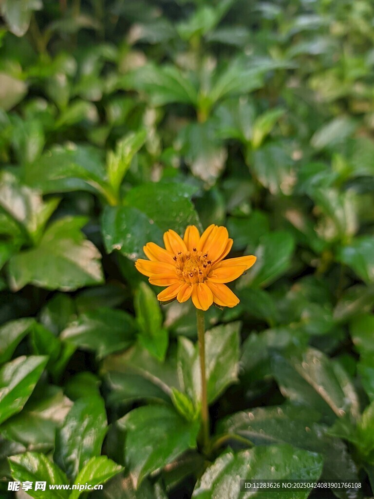 绿叶丛中一朵小花