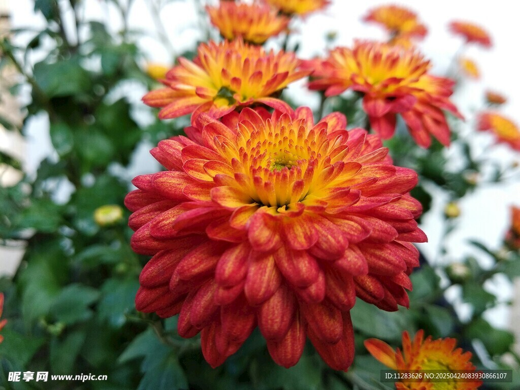 橙红色菊花