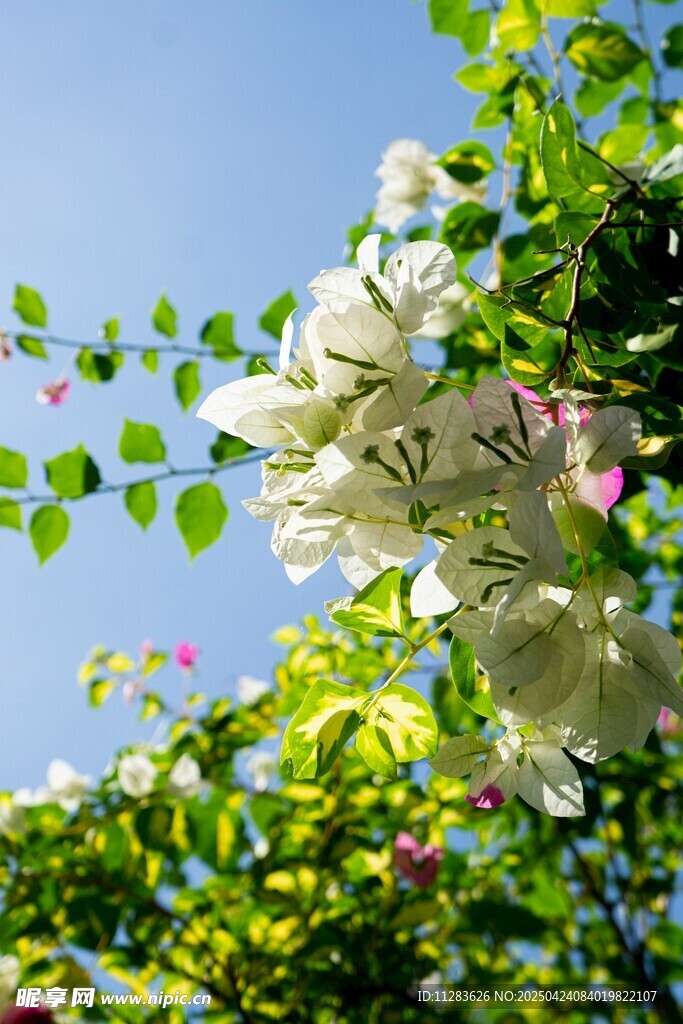 枝头繁花