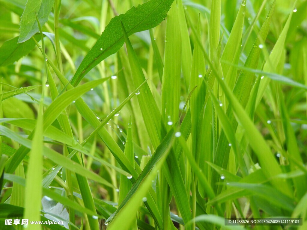 嫩绿青草